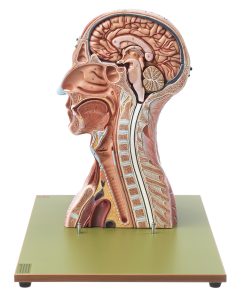 Anatomisch Model Hoofd en Nek, 19-delig