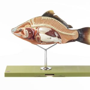 Anatomisch Model Karper