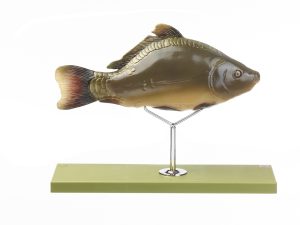 Anatomisch Model Karper