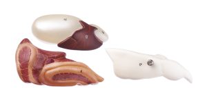 Anatomisch Model Karper