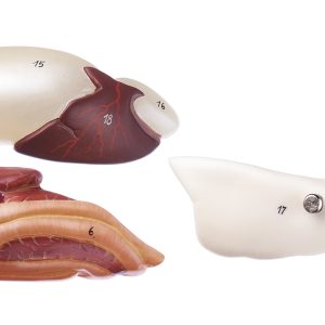 Anatomisch Model Karper