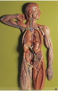 Anatomisch Model Lymfestelsel