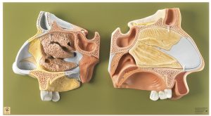 Anatomisch Model Neus
