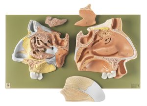 Anatomisch Model Neus