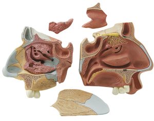 Anatomisch Model Neus