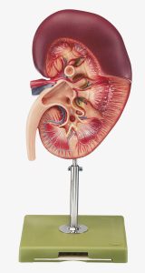 Anatomisch Model Nier