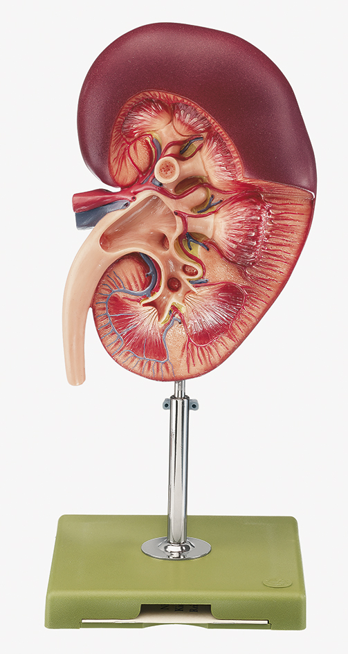 Anatomisch Model Nier