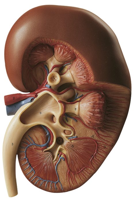 Anatomisch Model Nier