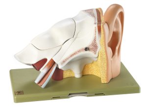 Anatomisch Model Oor, 6-delig