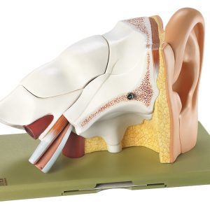Anatomisch Model Oor, 6-delig