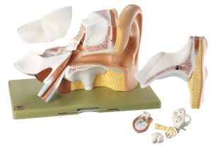 Anatomisch Model Oor, 6-delig