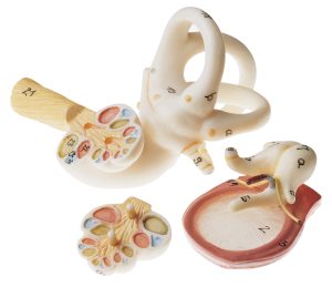 Anatomisch Model Oor, 6-delig