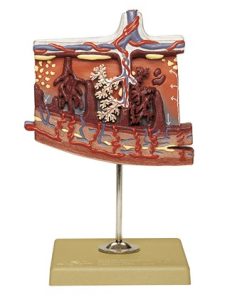 Anatomisch Model Placenta