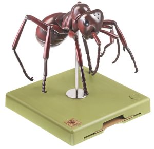 Anatomisch Model Rode Bosmier
