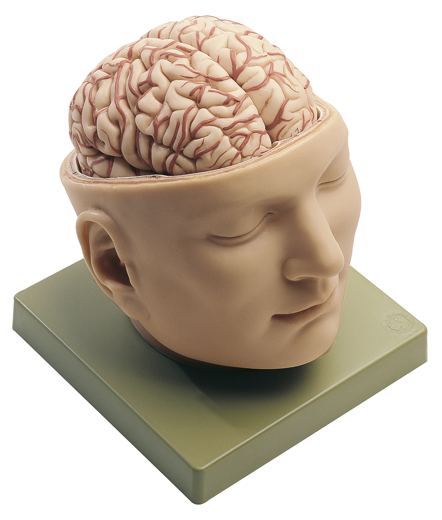 Anatomisch Model Schedel met Hersenen
