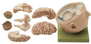 Anatomisch Model Schedel met Hersenen