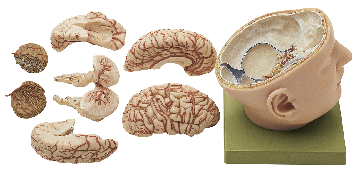 Anatomisch Model Schedel met Hersenen