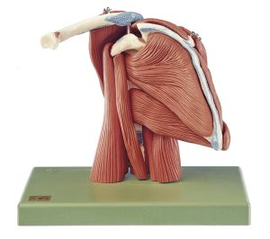 Anatomisch Model Schouderspieren, 10-delig