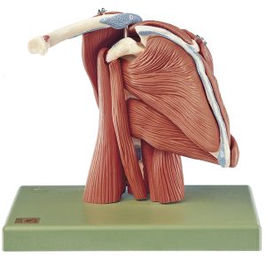 Anatomisch Model Schouderspieren, 10-delig