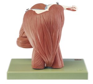Anatomisch Model Schouderspieren, 10-delig