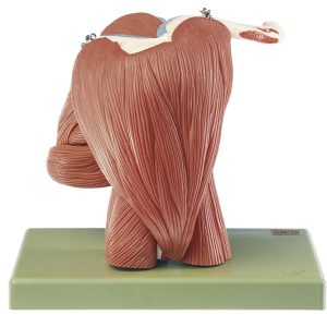 Anatomisch Model Schouderspieren, 10-delig