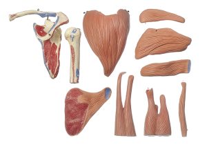 Anatomisch Model Schouderspieren, 10-delig