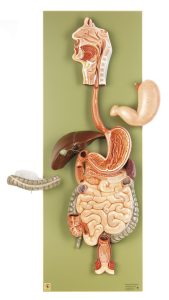 Anatomisch Model Spijsverteringskanaal