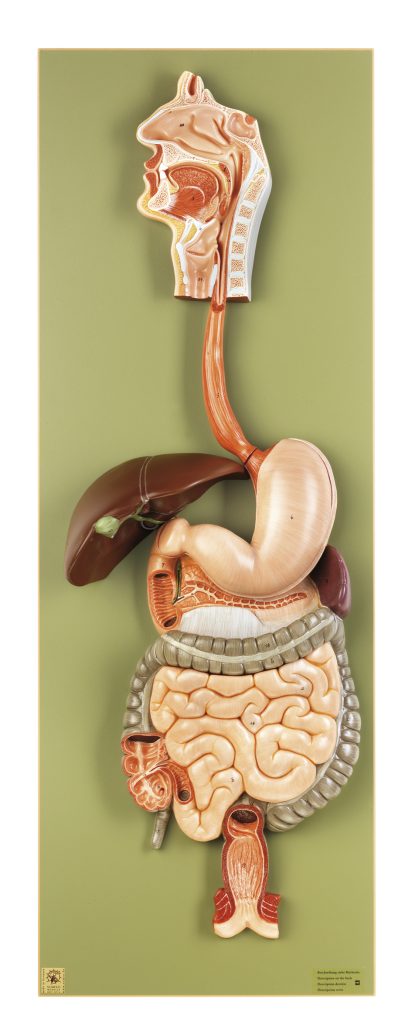 Anatomisch Model Spijsverteringskanaal