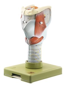 Anatomisch Model Strottenhoofd, 5-delig