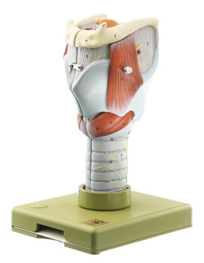 Anatomisch Model Strottenhoofd, 5-delig