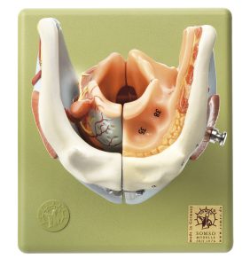 Anatomisch Model Strottenhoofd, 5-delig