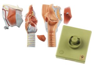 Anatomisch Model Strottenhoofd, 5-delig