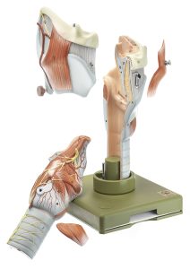 Anatomisch Model Strottenhoofd, 5-delig