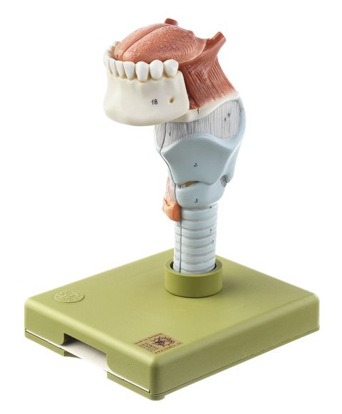 Anatomisch Model Strottenhoofd met Tong, 5-delig