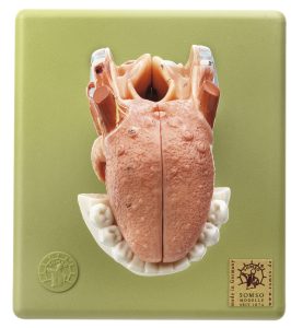 Anatomisch Model Strottenhoofd met Tong, 5-delig