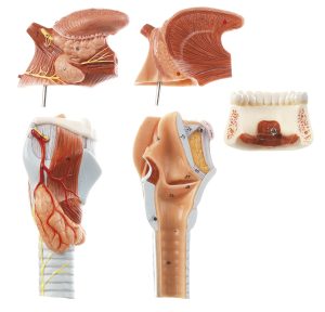 Anatomisch Model Strottenhoofd met Tong, 5-delig