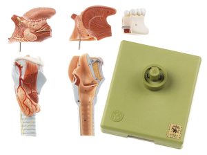 Anatomisch Model Strottenhoofd met Tong, 5-delig