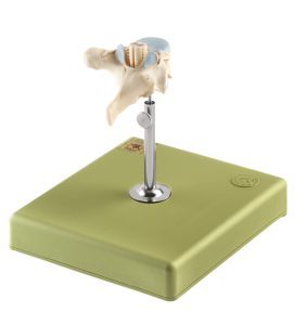 Anatomisch Model Thoracale wervel (TH VI) met Ruggenmerg