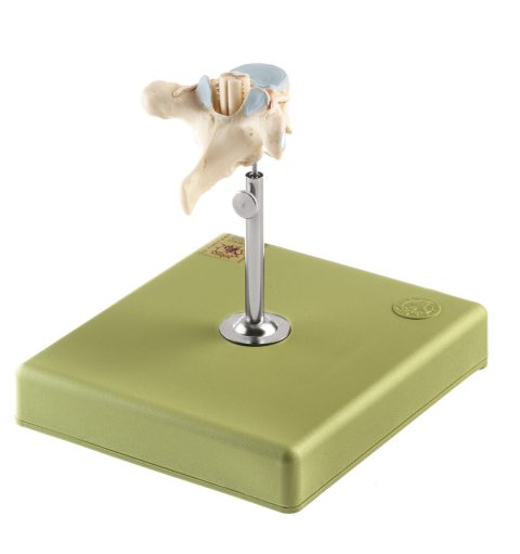 Anatomisch Model Thoracale wervel (TH VI) met Ruggenmerg