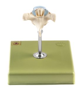 Anatomisch Model Thoracale wervel (TH VI) met Ruggenmerg