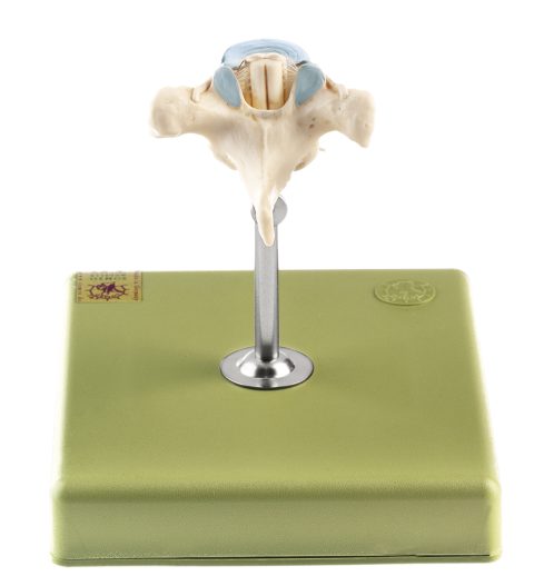 Anatomisch Model Thoracale wervel (TH VI) met Ruggenmerg