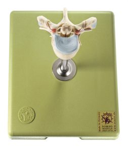 Anatomisch Model Thoracale wervel (TH VI) met Ruggenmerg