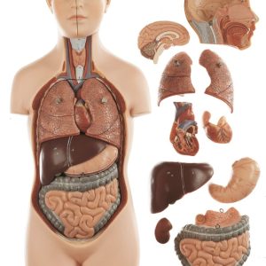 Anatomisch Model Torso Jongen, 52 cm, 11-delig