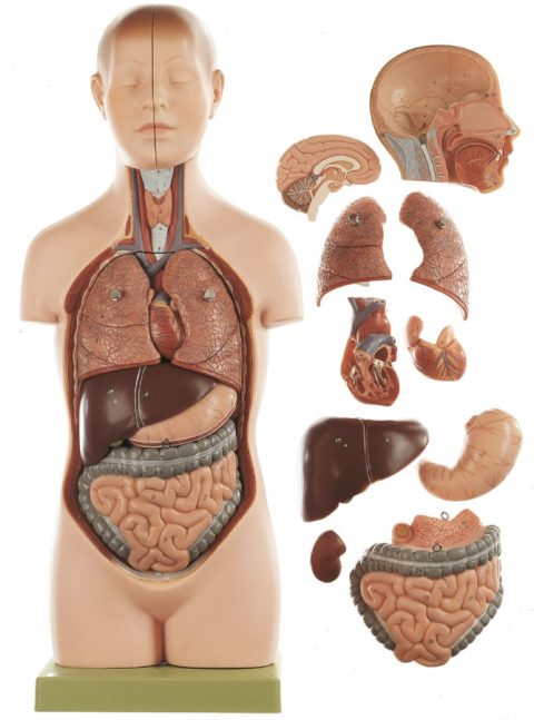 Anatomisch Model Torso Jongen, 52 cm, 11-delig