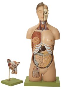Anatomisch Model Torso Man/Vrouw, 20-delig