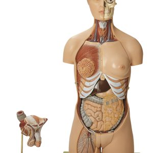 Anatomisch Model Torso Man/Vrouw, 20-delig