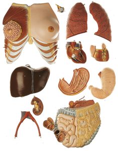 Anatomisch Model Torso Man/Vrouw, 20-delig
