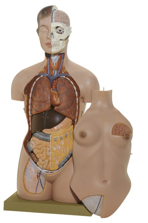 Anatomisch Model Torso Vrouw, 86 cm, 13-delig