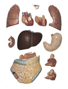 Anatomisch Model Torso Vrouw, 86 cm, 13-delig