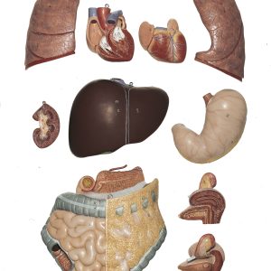 Anatomisch Model Torso Vrouw, 86 cm, 13-delig